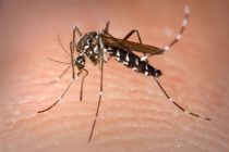 DENGUE: COMUNICADO DE LA OFICINA DE PRENSA DEL MUNICIPIO DE LOBOS
