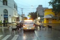 PERROS SUELTOS, UN PELIGRO
