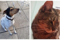 29 DE ABRIL DÍA DEL ANIMAL