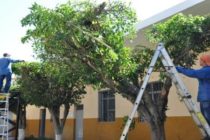 EL MUNICIPIO INFORMA QUE SE SUSPENDEN LAS TAREAS DE PODA EN TODA LA CIUDAD