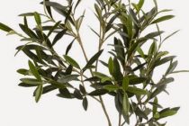 UN DOMINGO DE RAMOS DIFERENTE