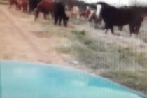 24 CABALLOS SUELTOS SOBRE RUTA 41