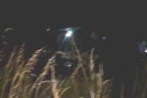 DESPISTE DE UN AUTOMÓVIL EN UN CAMINO VECINAL