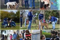 CONTINÚA LA VACUNACIÓN ANTIRRÁBICA PARA PERROS Y GATOS