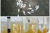 SE SIEMBRAN ALEVINOS EN LA LAGUNA Y EN LAS GARZAS APARECIERON PECES MUERTOS