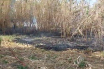 6 INCENDIOS DE PASTOS APAGARON LOS BOMBEROS ENTRE EL VIERNES Y HOY