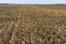 ANUNCIA EL MUNICIPIO BENEFICIOS PARA PRODUCTORES POR LA EMERGENCIA AGROPECUARIA