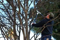 TRABAJO IMPORTANTE DE PODA EN LA PLAZA 1810