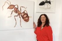 NOTABLE MUESTRA DE PINTURAS INAUGURO MIRIAM RITENUTI EN EL MUSEO «PAGO DE LOS LOBOS»