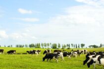 Mastellone Hnos. lanza talleres sobre Bienestar Animal para instituciones educativas