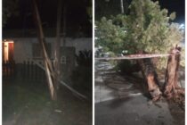 TORMENTA DE AGUA Y VIENTO CON VARIAS PLANTAS Y CABLES CAÍDOS