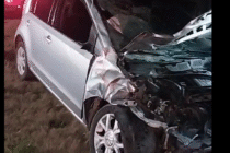 MOTO Y AUTO CHOCARON CON DOS VACUNOS EN LA RUTA 41