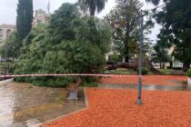 TEMPORAL DE AGUA Y VIENTO. SE CAYO UN ARBOL AÑEJO EN EL CENTRO DE LA PLAZA 1810