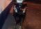 MOTOCICLISTA APREHENDIDO POR RESISTENCIA A LA AUTORIDAD EN OPERATIVO SOBRE RUTA 41